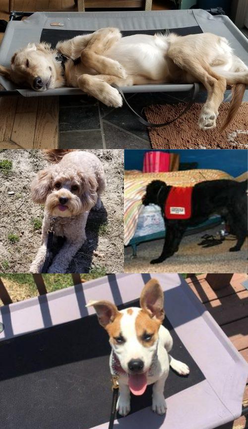 Thurman's Place dog collage